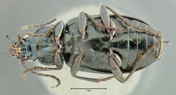Media type: image;   Entomology 35413 Aspect: habitus ventral view